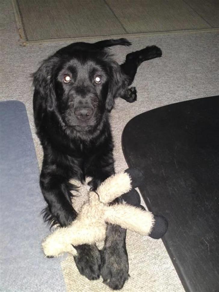 Blanding af racer Bamse - det er min bedste bamse billede 4