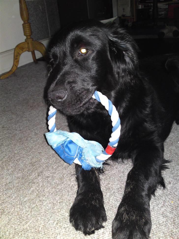 Blanding af racer Bamse - elsker legetøj billede 5