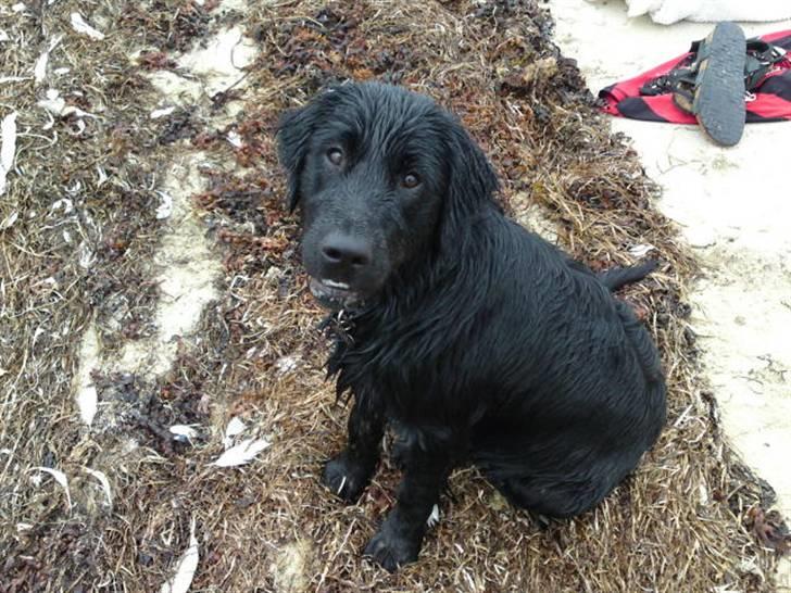 Blanding af racer Bamse - stranden...det bedste sted i verden billede 6
