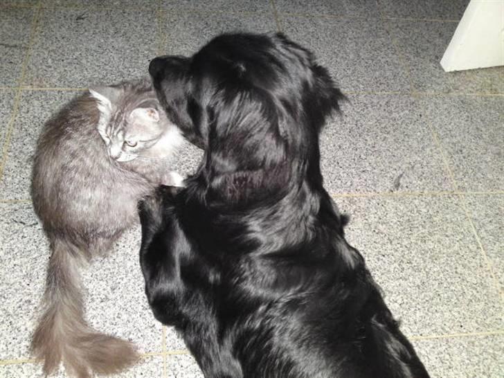 Blanding af racer Bamse - Elsker missen... billede 7