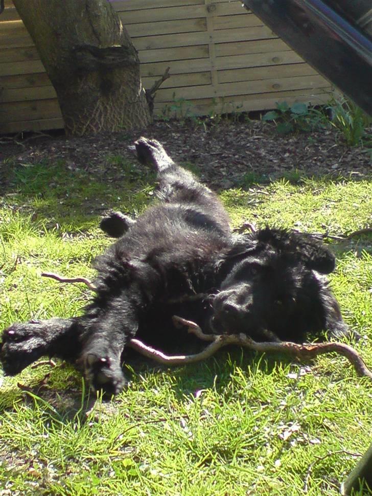 Blanding af racer Bamse - hvalpehygge i haven billede 8