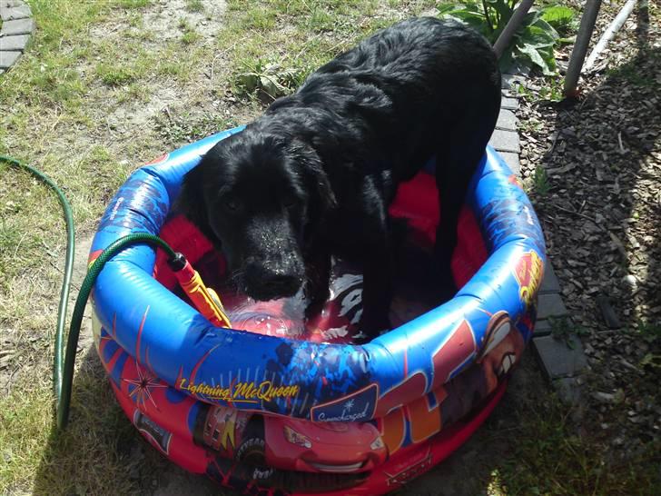 Blanding af racer Bamse - lille bad i haven er bedre end intet billede 2