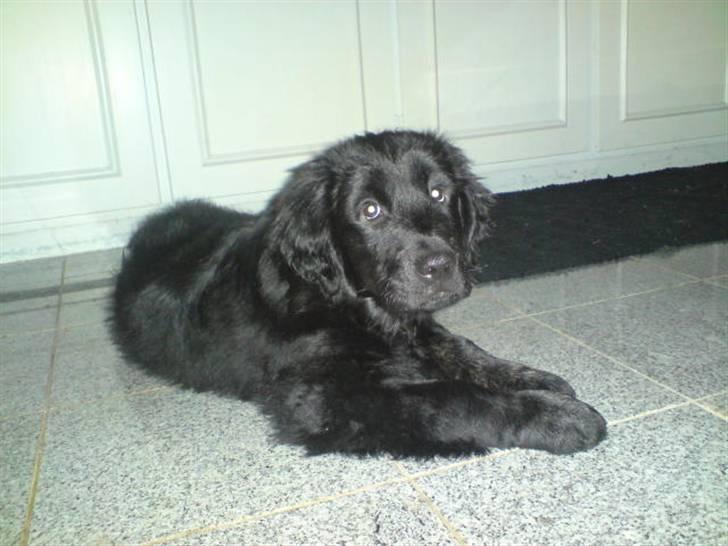 Blanding af racer Bamse - ligger jeg fint nu... billede 9