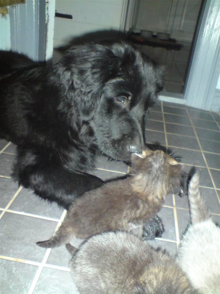 Blanding af racer Bamse - bliver de lige så store som mig...hmm billede 10