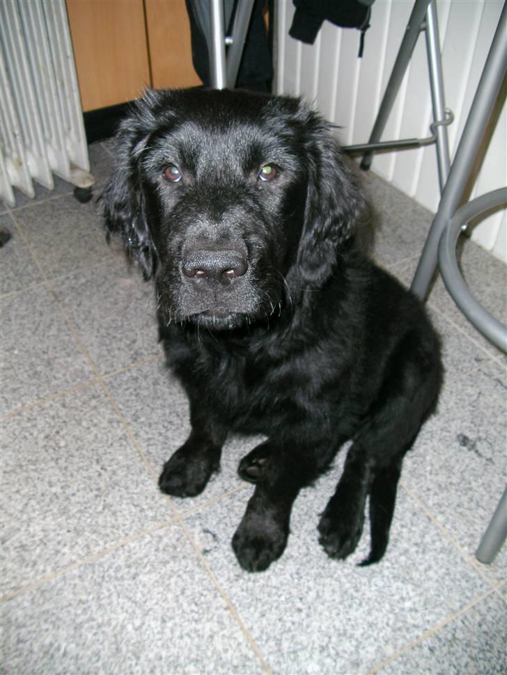 Blanding af racer Bamse - be om en kiks nuuuuu billede 1