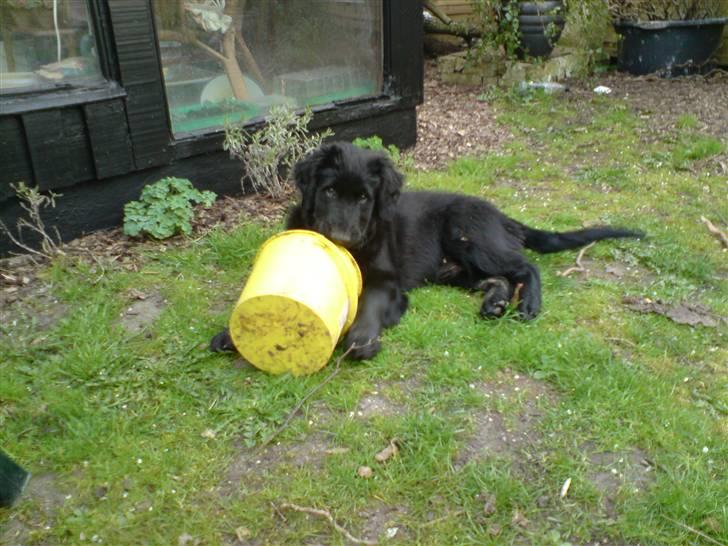 Blanding af racer Bamse - mon hun så jeg lånte spanden.... billede 12