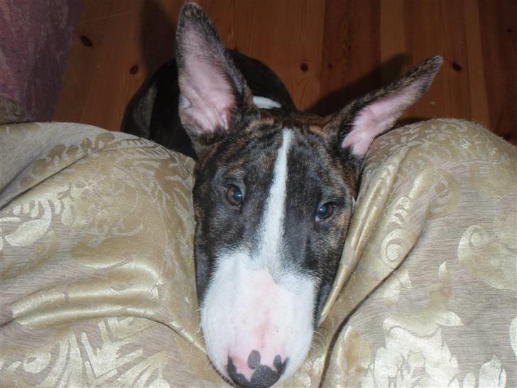 Bullterrier Hemingway  - Pleeeeeeease? billede 7