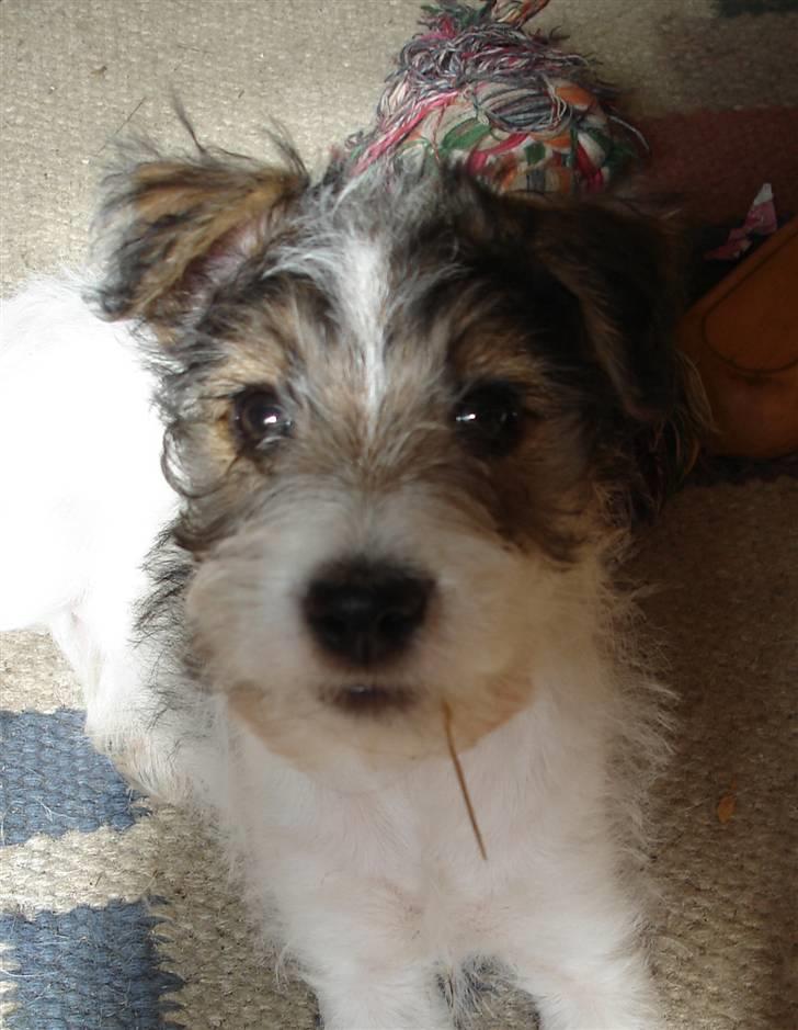 Blanding af racer Nikko billede 10