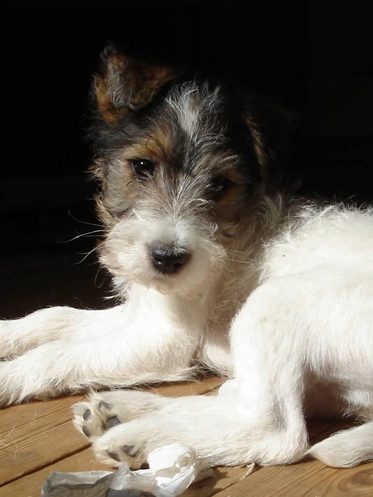 Blanding af racer Nikko billede 11