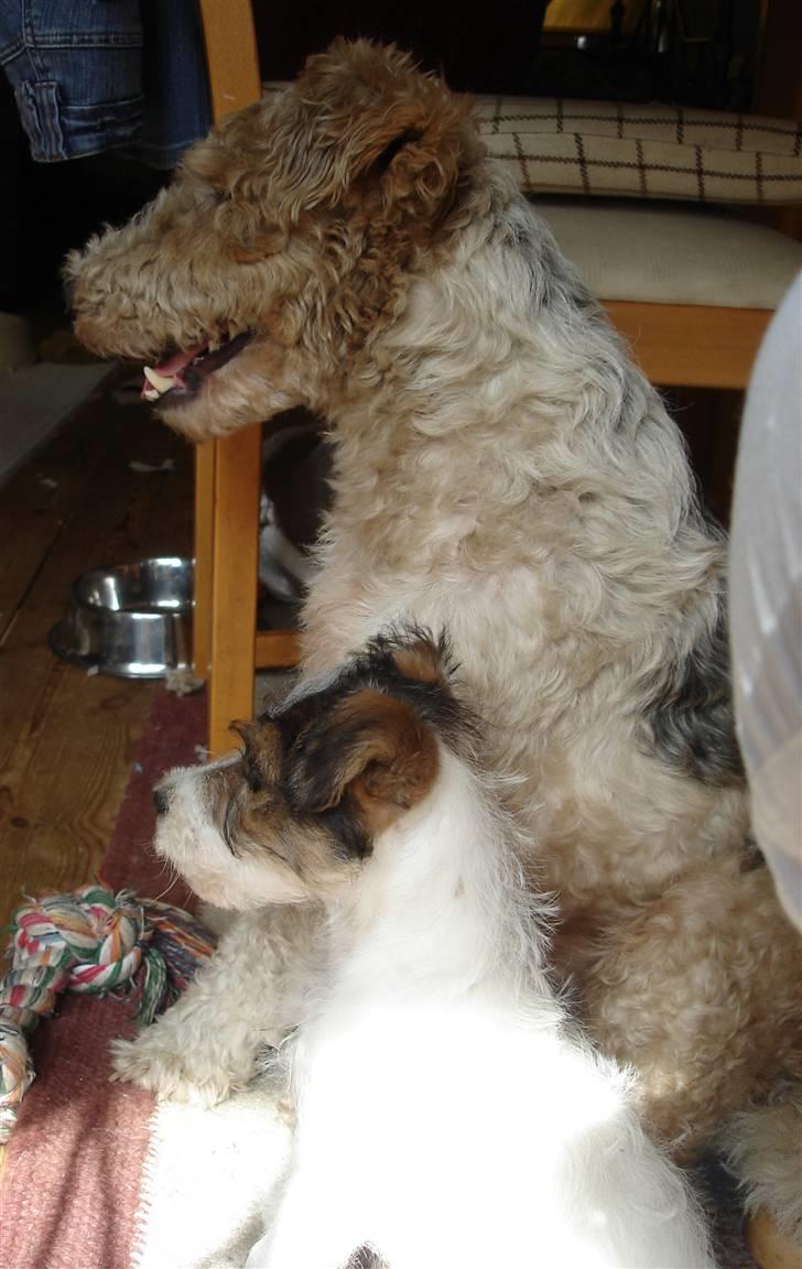 Blanding af racer Nikko - far og søn billede 12