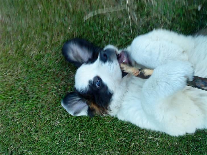 Sankt bernhardshund Frida RIP billede 3