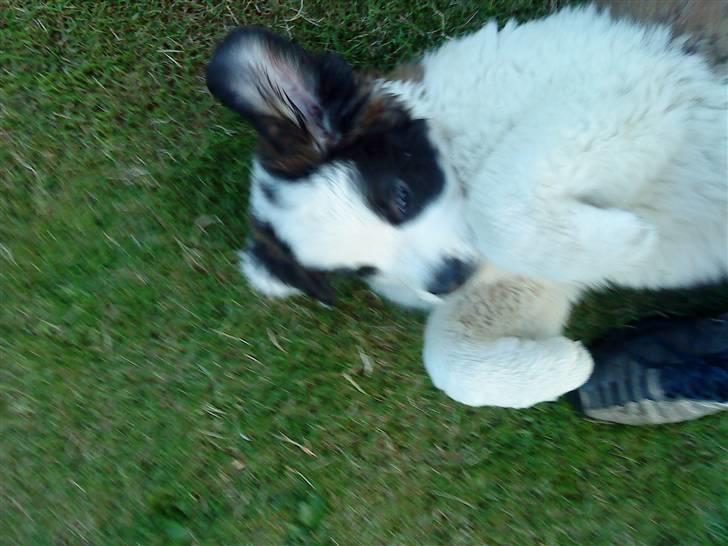 Sankt bernhardshund Frida RIP billede 4