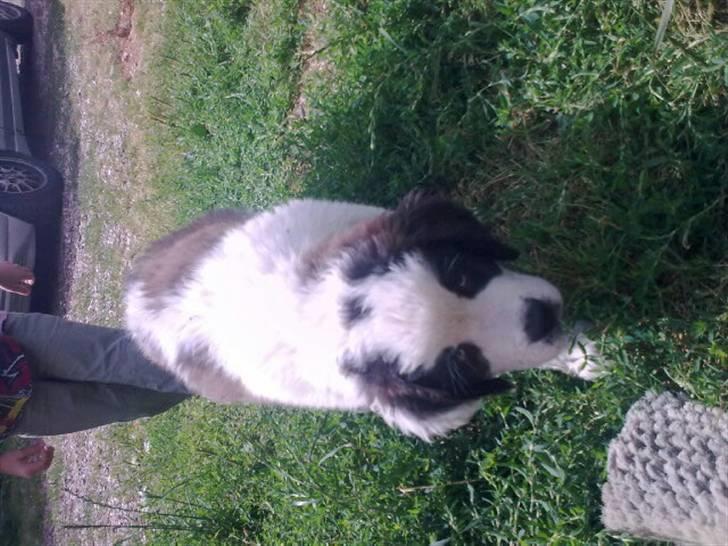 Sankt bernhardshund Frida RIP billede 5