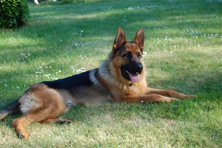 Schæferhund Bobby billede 1