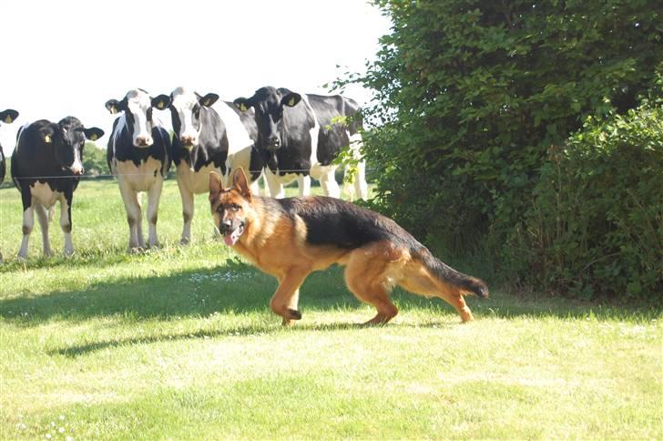 Schæferhund Bobby billede 2