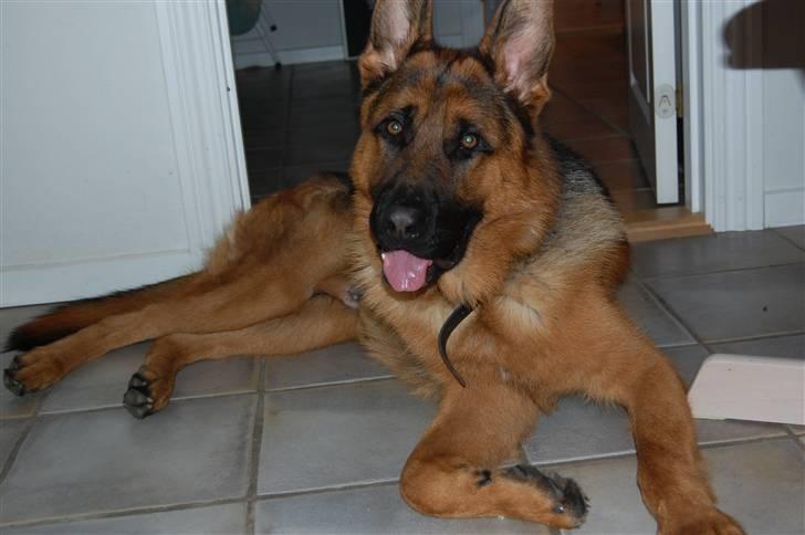 Schæferhund Bobby billede 3