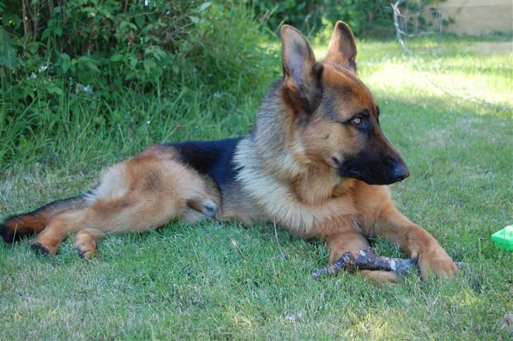 Schæferhund Bobby billede 4