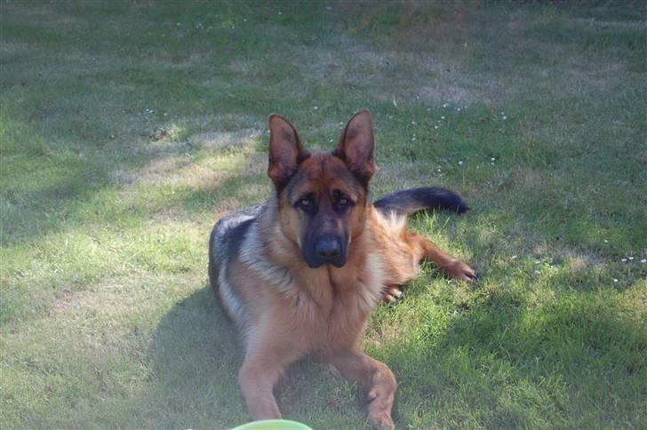 Schæferhund Bobby billede 5