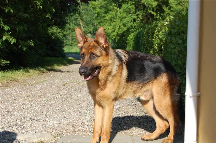 Schæferhund Bobby billede 6