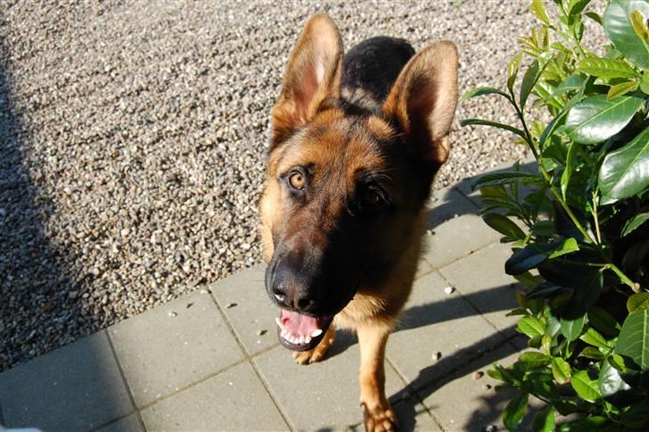 Schæferhund Bobby billede 7