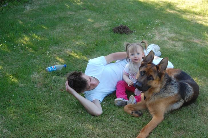 Schæferhund Bobby billede 8