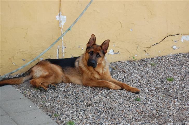 Schæferhund Bobby billede 9