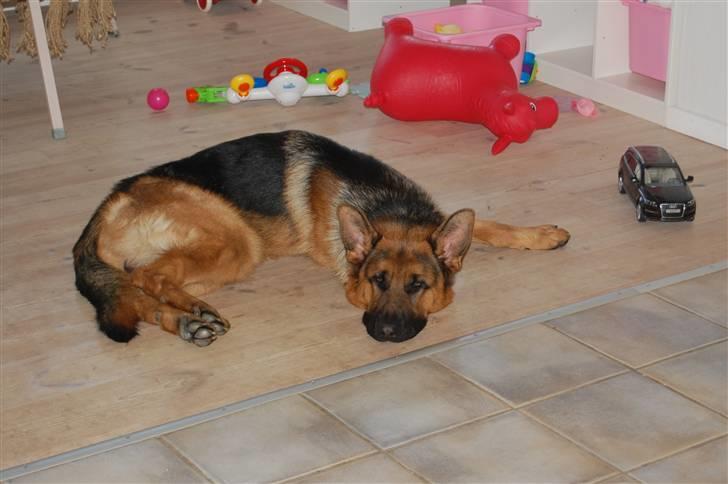 Schæferhund Bobby billede 10