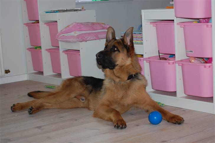 Schæferhund Bobby billede 11