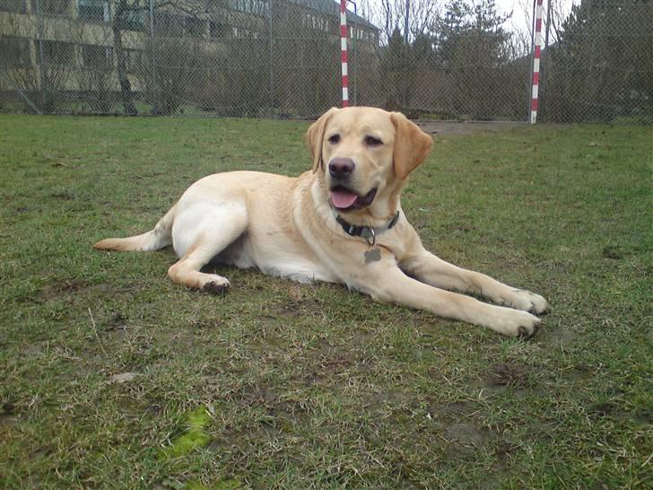 Labrador retriever Chester - Woow. Hvis jeg selv skulle sige det, så er jeg ret smuk :) billede 15