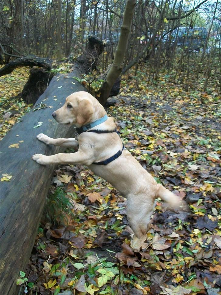 Labrador retriever Chester - Hvor går i hen??? billede 17