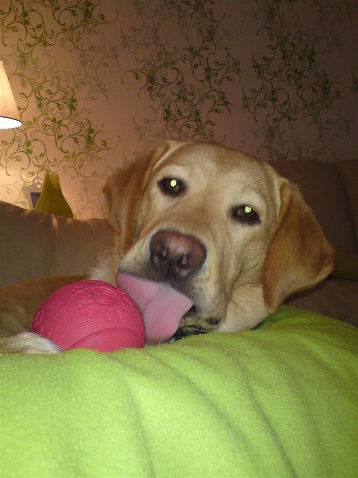 Labrador retriever Chester - Bag røven af mor på sofaen, med min bold. Sådan tilbringer man en god aften ;D billede 19