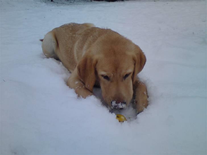 Labrador retriever Chester - Seee! Jeg fandt et æble under sneen! billede 20