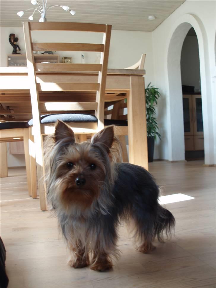 Yorkshire terrier Bibiana, kaldet BIBI - Kom nu mor.. billede 15