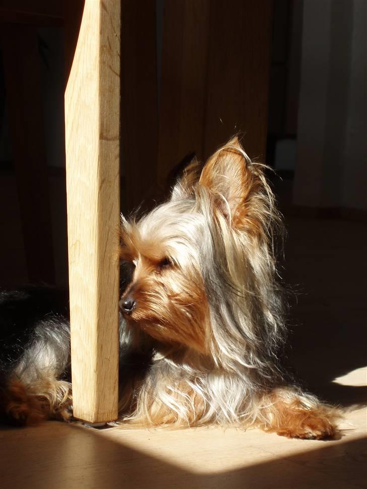 Yorkshire terrier Bibiana, kaldet BIBI - Ihh, en dejlig solstråle billede 16
