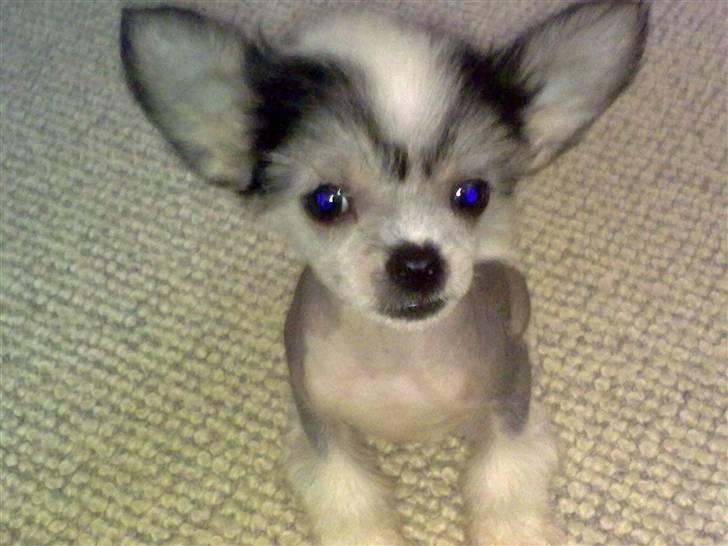 Chinese crested hårløs Kiara - Kiara billede 1