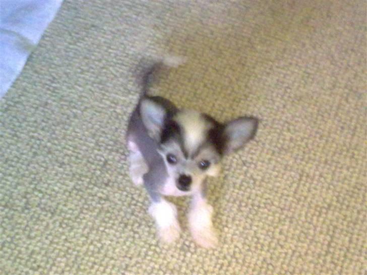 Chinese crested hårløs Kiara - Kiara billede 2