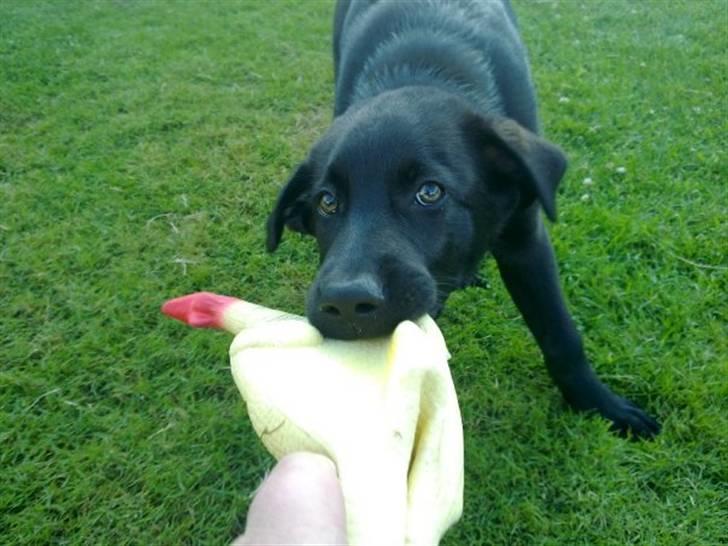 Blanding af racer Viktor - det der er en farlig kylling billede 1