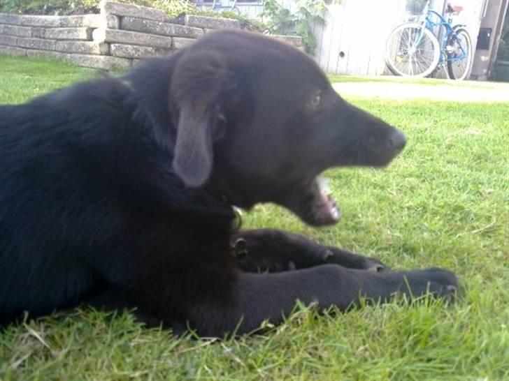 Blanding af racer Viktor - Farlig Hund billede 2