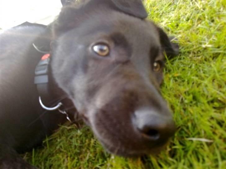 Blanding af racer Viktor - "hvad er det for en Blitzende ting, må jeg smage ? "  billede 3