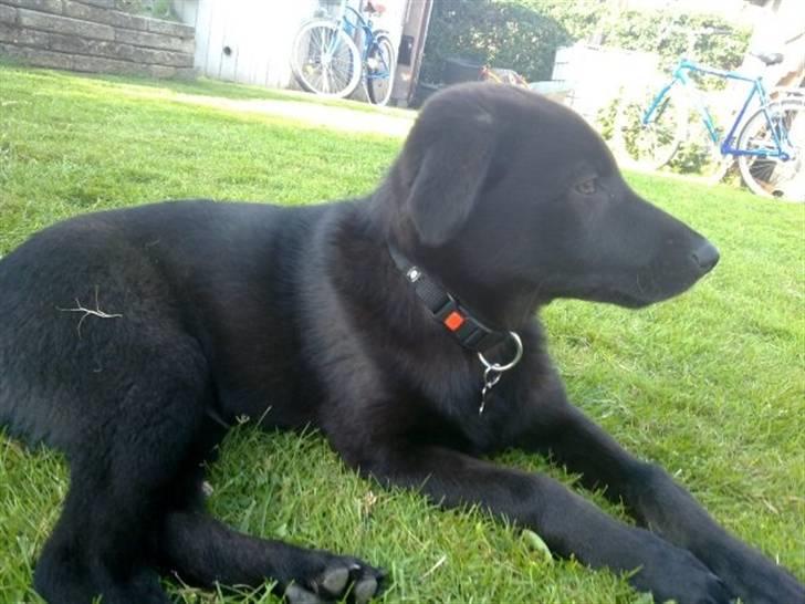 Blanding af racer Viktor - Holder lige lidt øje  billede 4