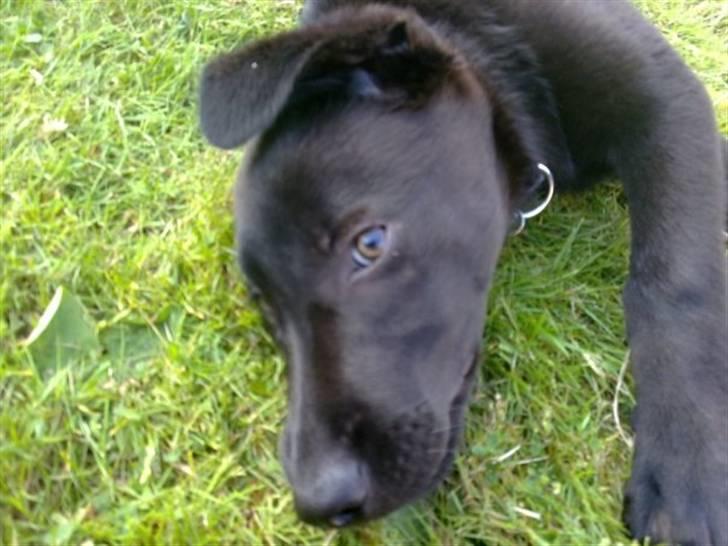 Blanding af racer Viktor - Skal vi lege nu ?  billede 5