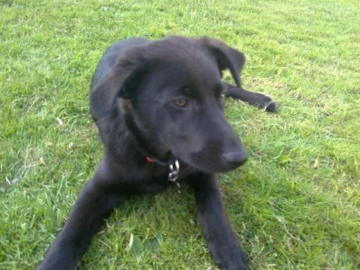 Blanding af racer Viktor - holder stadig øje billede 6