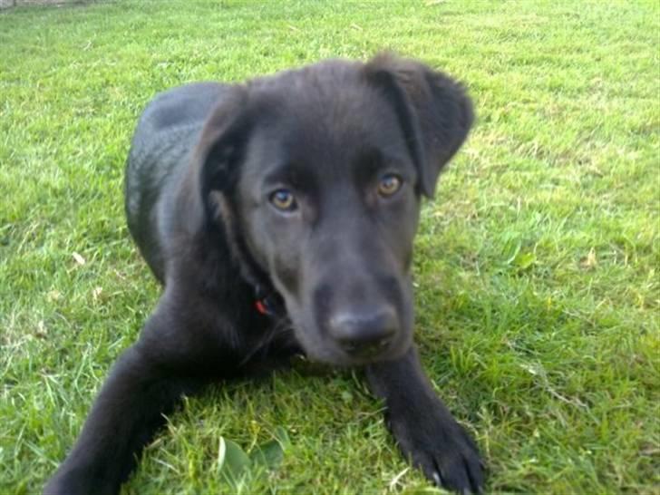 Blanding af racer Viktor - hvorfor står du der foran mig  billede 7