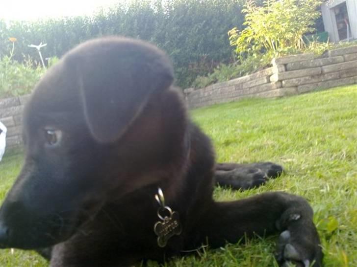 Blanding af racer Viktor - der var nok noget spændene derovre billede 8