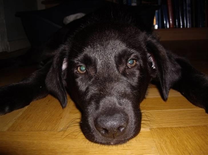 Blanding af racer Viktor - lidt træt ?  billede 9