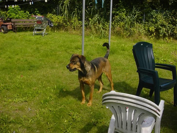 Blanding af racer Drengen (The Great German) billede 5