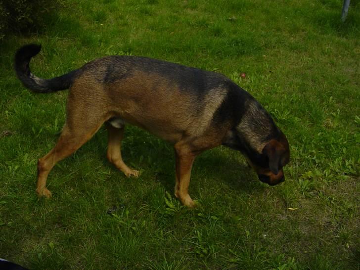 Blanding af racer Drengen (The Great German) billede 6