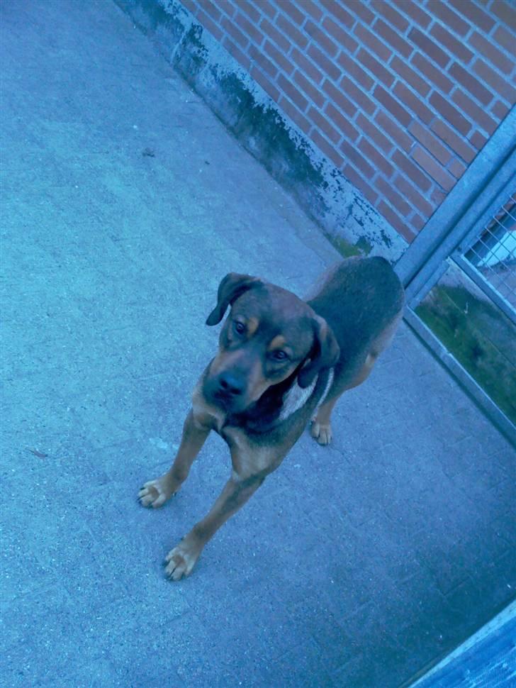 Blanding af racer Drengen (The Great German) billede 7