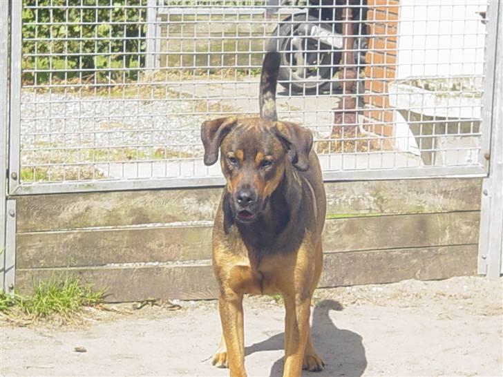 Blanding af racer Drengen (The Great German) billede 8