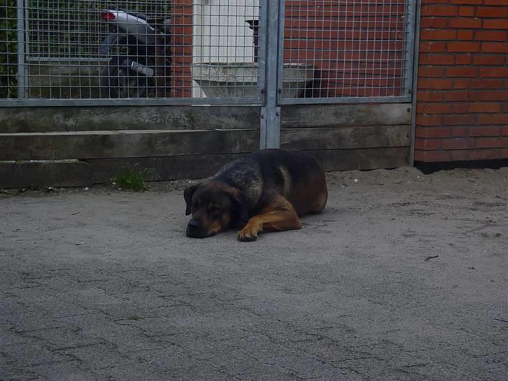 Blanding af racer Drengen (The Great German) billede 9